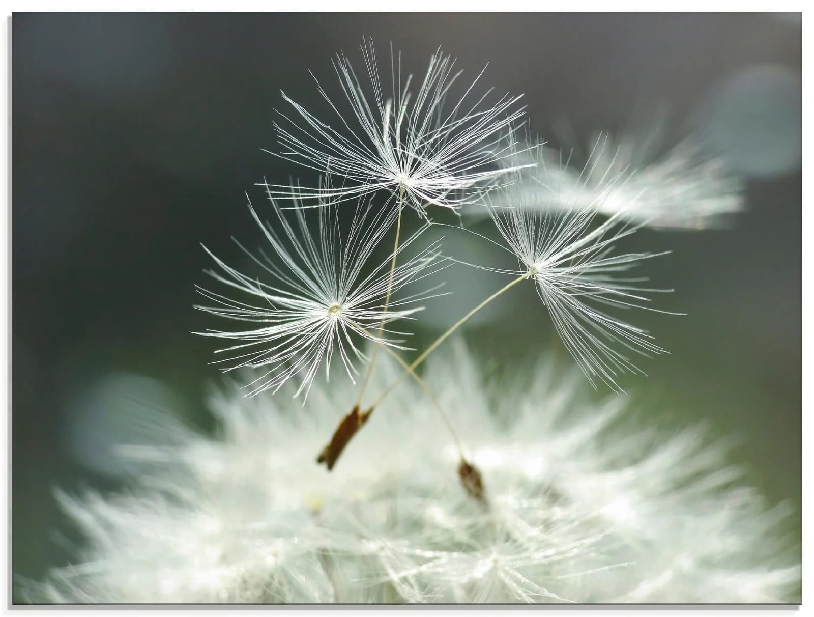 ARTLAND Glasbild "Pusteblume Facility" Weiß 60x45 cm