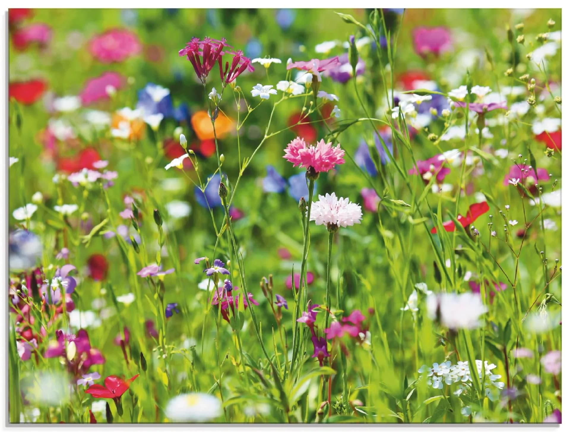 ARTLAND Glasbild Blumenwiese I Grün 80x60 cm