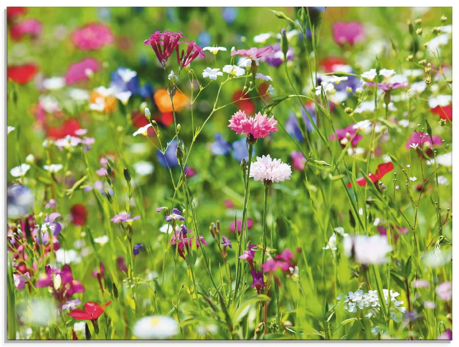 ARTLAND Glasbild Blumenwiese I Grün 60x45 cm