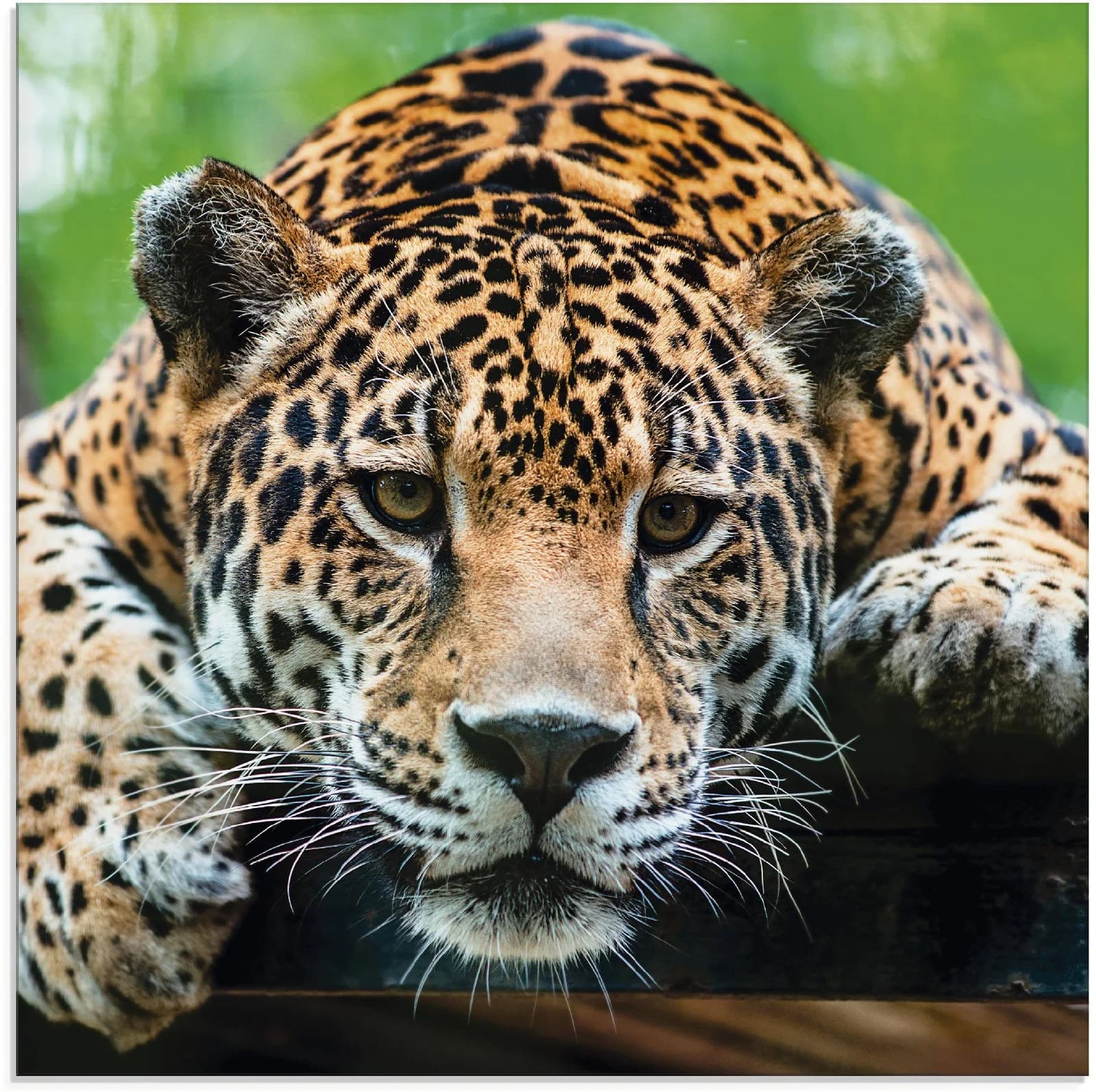 ARTLAND Glasbild Südamerikanischer Jaguar Braun 50x50 cm