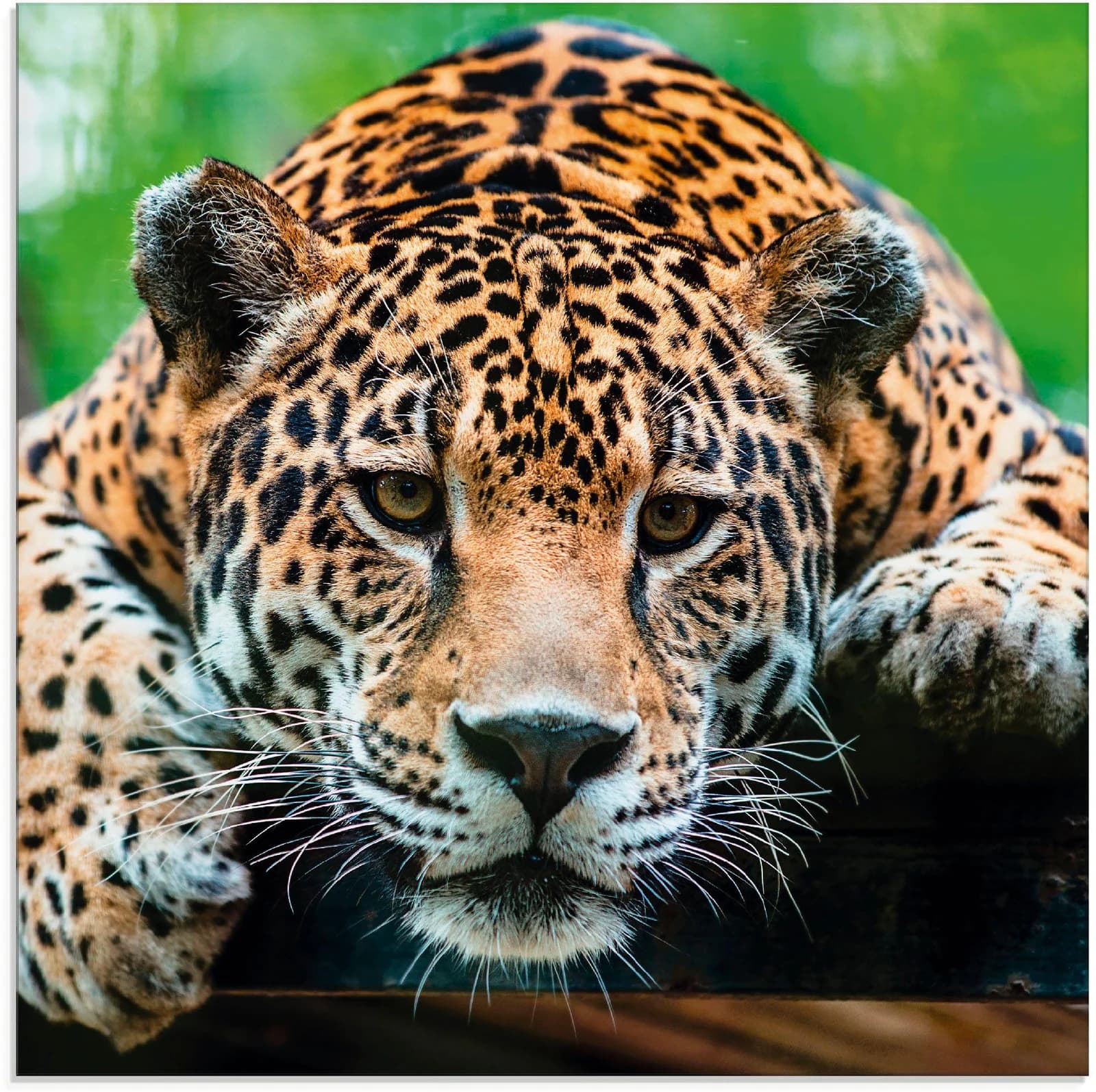 ARTLAND Glasbild Südamerikanischer Jaguar Braun 40x40 cm
