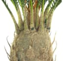 Kunstpalme Cycas 80 cm Kunstpflanze Plastikpflanze Bild 5