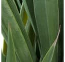 Decovego Kunstpalme Yucca 150 cm Grün Bild 1