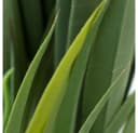 Decovego Kunstpalme Yucca 150 cm Grün Bild 5