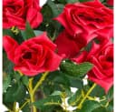 Kunstblume Rose Rosenstock Rosenbusch Kunstpflanze Künstliche Pflanze Auswahl, Decovego Bild 4