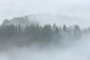 A.S. Création Leinwandbild Misty Forest Grau-Weiß Keilrahmen Bild 4