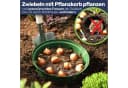 Gravidus Pflanzkorb für Zwiebelpflanzen Grün Ø22 cm Bild 3