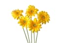 naninoa Künstliche Gerbera 5er Set Gelb Bild 2
