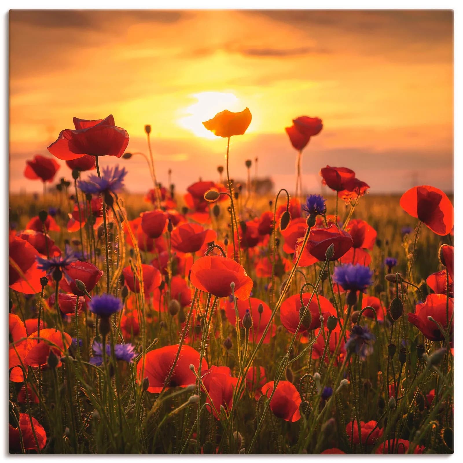 ARTLAND Leinwandbild Mohnblumen im Abendlicht Rot 70x70 cm