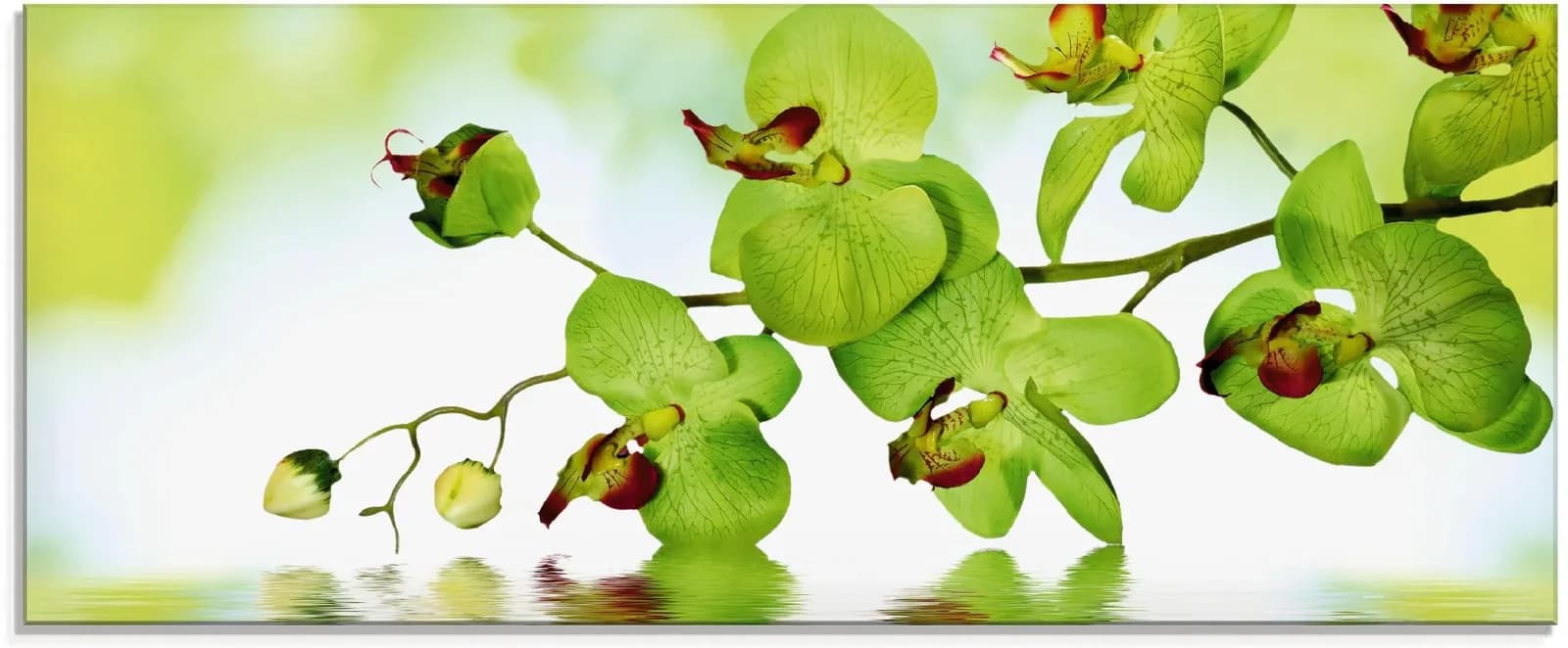 ARTLAND Glasbild Schöne Orchidee Grün Modern
