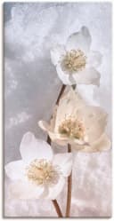 Artland Leinwandbild Christrose im Schnee Blumen auf Holzrahmen Bild 2