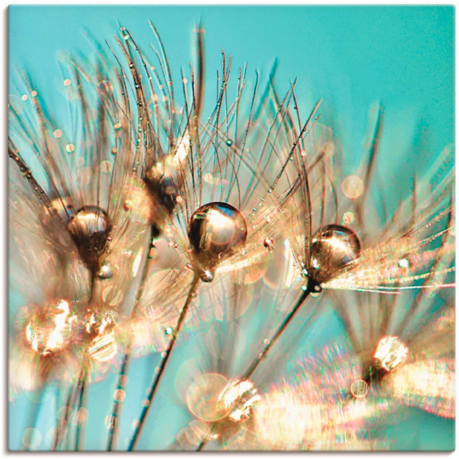 ARTLAND Leinwandbild Pusteblume Goldener Tau Blau
