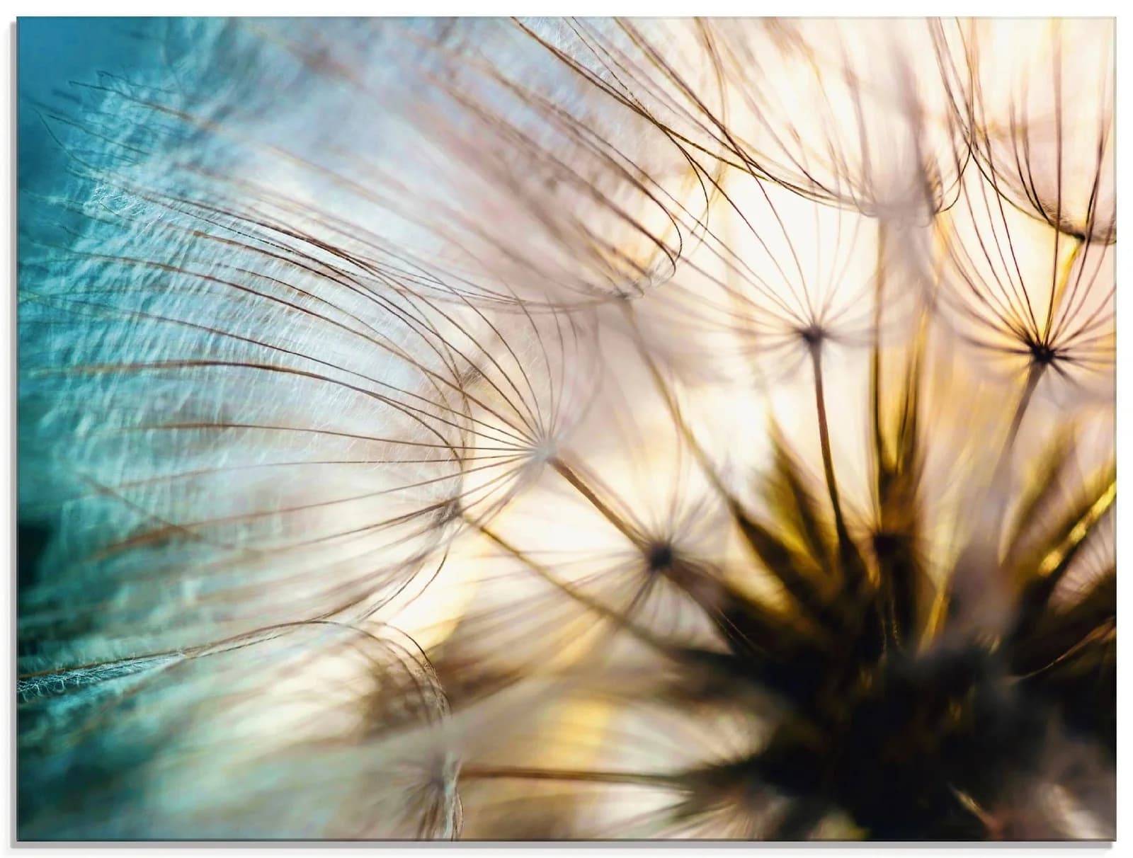 ARTLAND Glasbild Pusteblume Makro abstrakt Beige