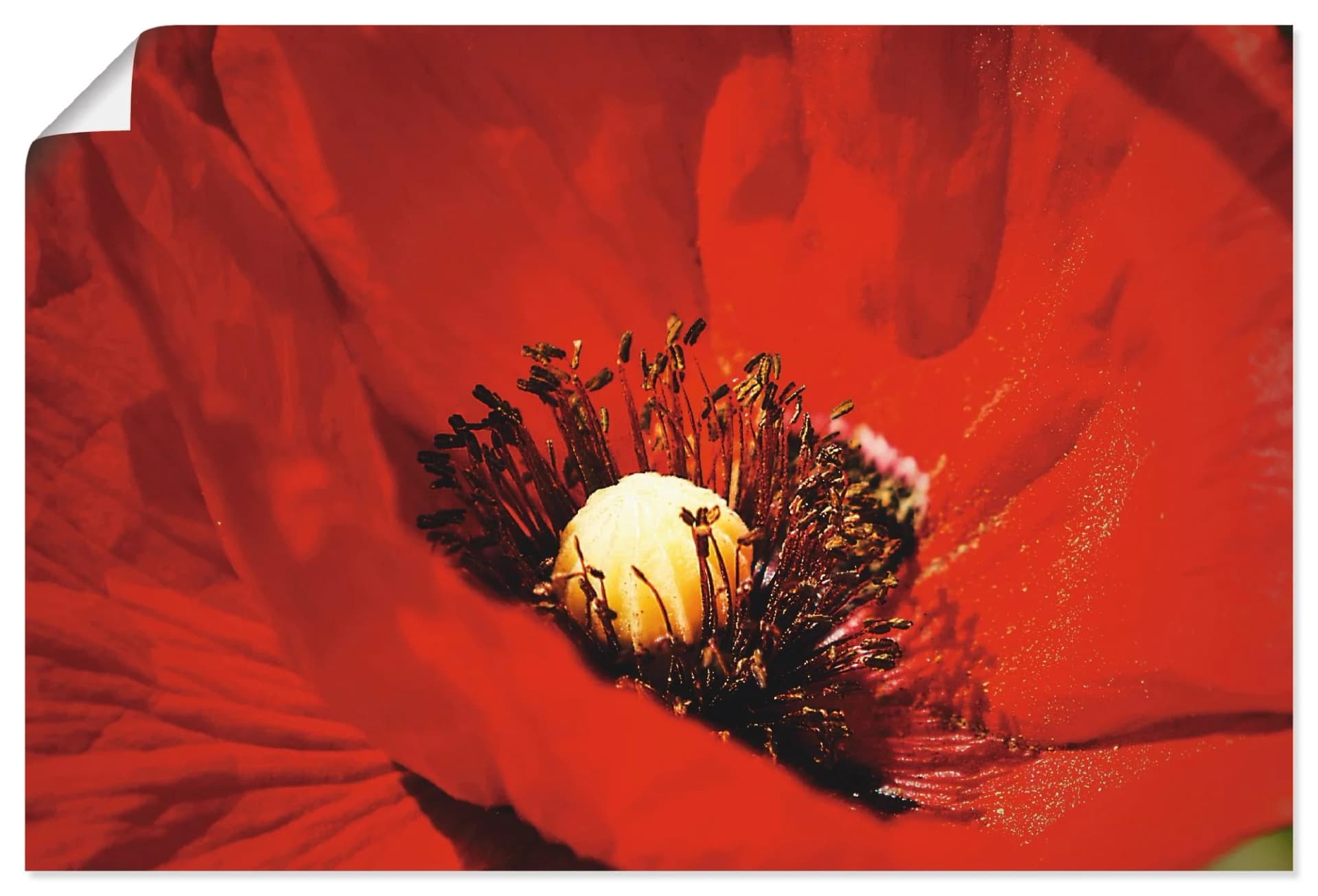Artland Wandbild Roter Mohn Rot