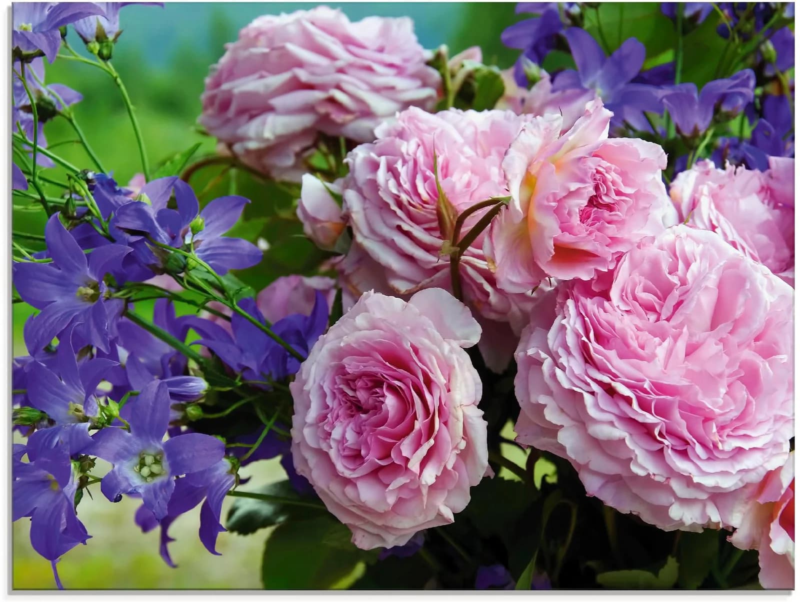 ARTLAND Glasbild Rosen und Glockenblumen Rosa