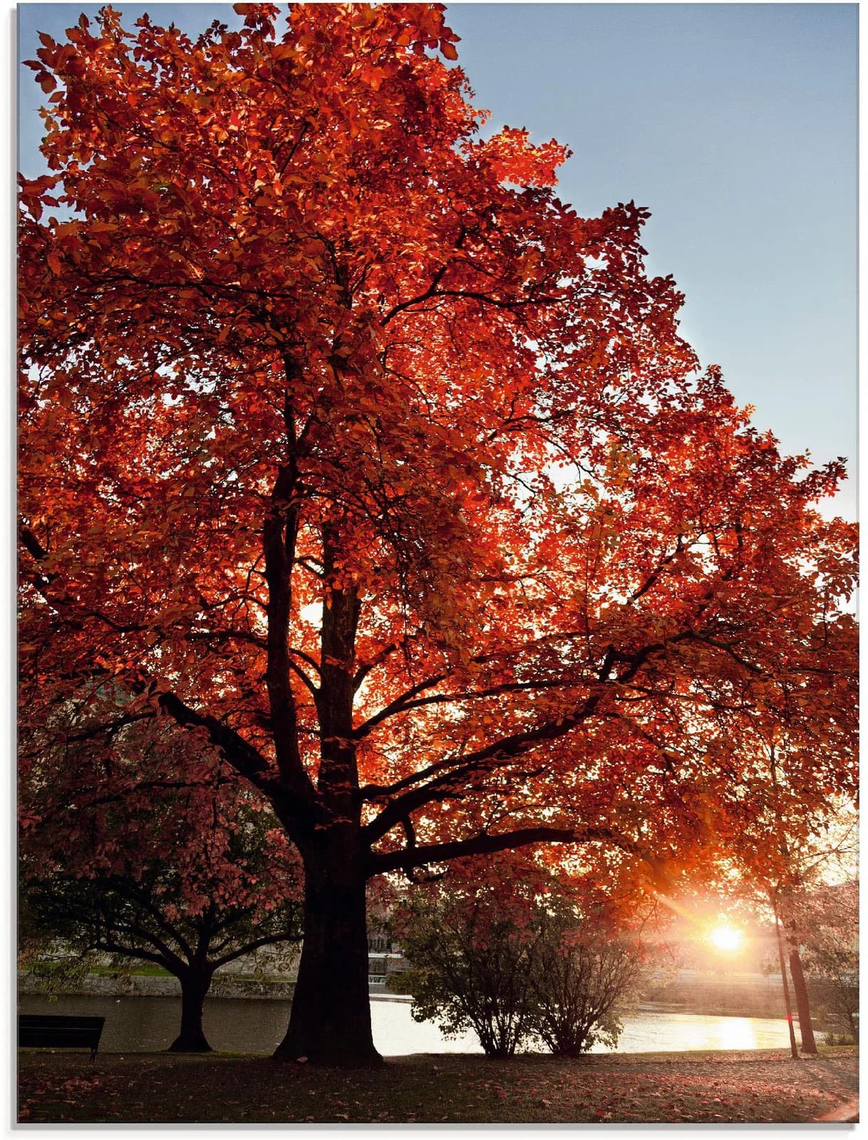 ARTLAND Glasbild Herbstbaum Rot 60x80 cm