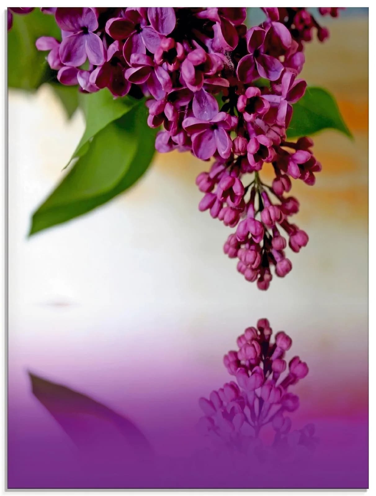 ARTLAND Glasbild Flieder Lila 45x60 cm