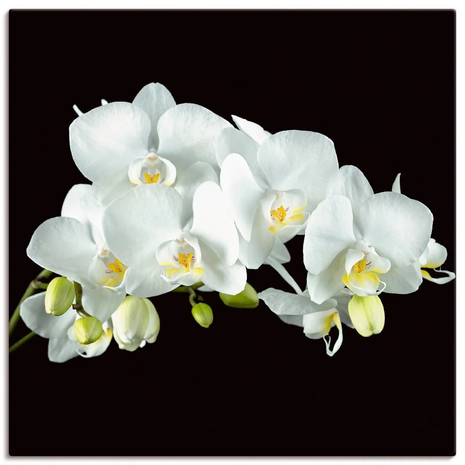 ARTLAND Leinwandbild Weiße Orchidee Schwarz Modern