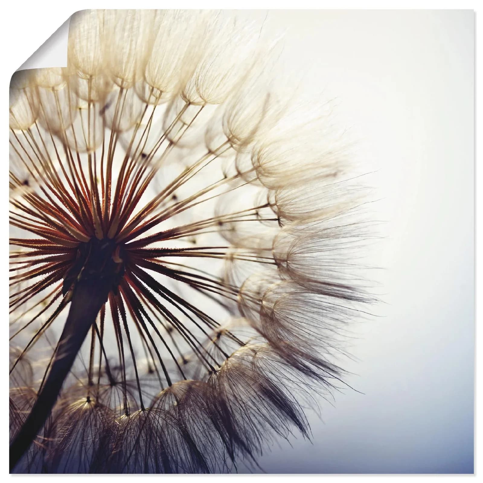 Artland Wandbild Große Pusteblume Blau Leinwand