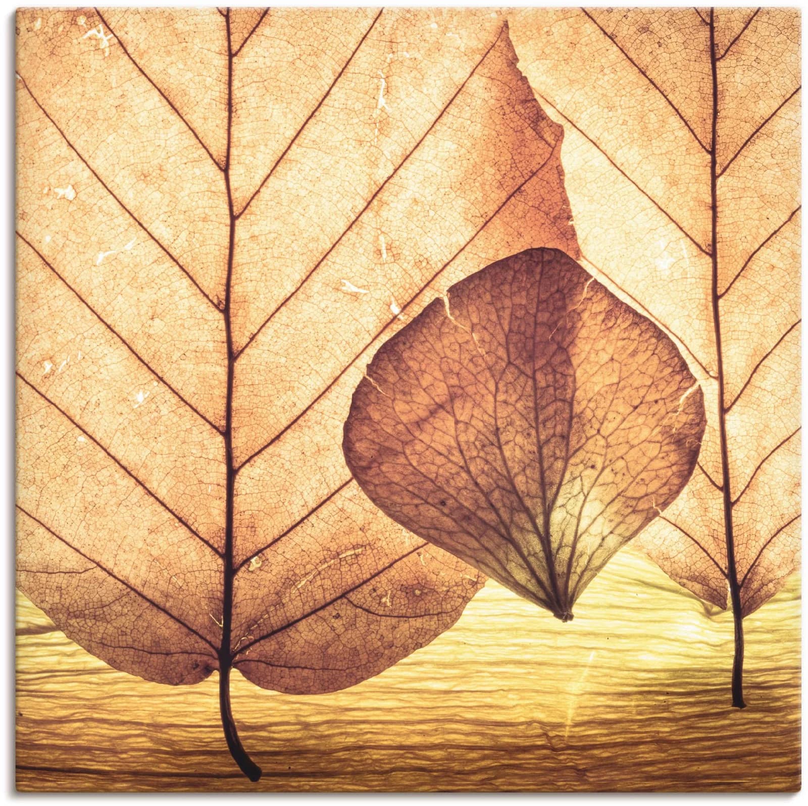 ARTLAND Leinwandbild "Losgelöst" Braun 70x70 cm