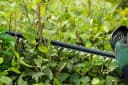 Bosch Universal HedgeCut 18V-50 Akku-Heckenschere Set Bild 5
