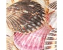 Posiwio Herzmuscheln Bastelnaturmaterial Maritim Deko Bild 1