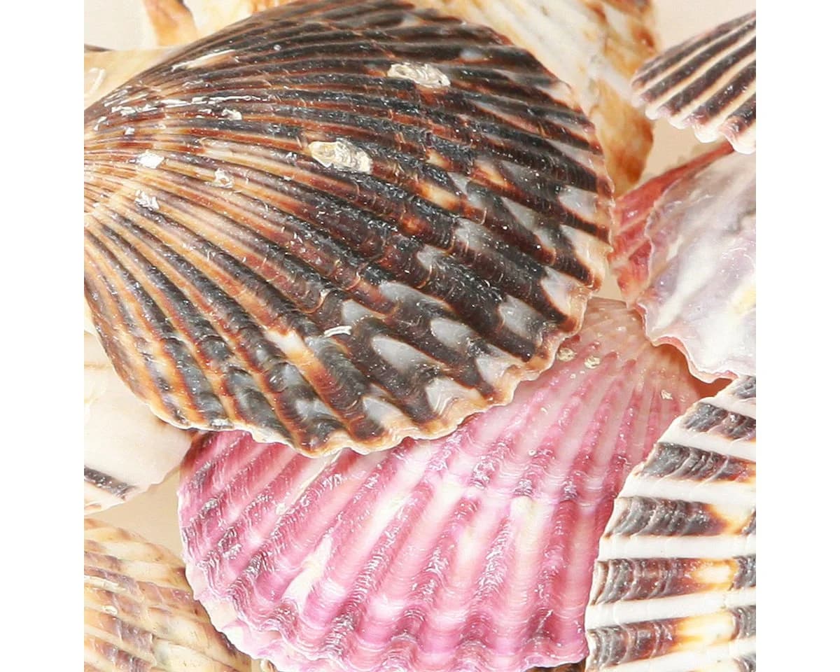 Posiwio Herzmuscheln Bastelnaturmaterial Maritim Deko