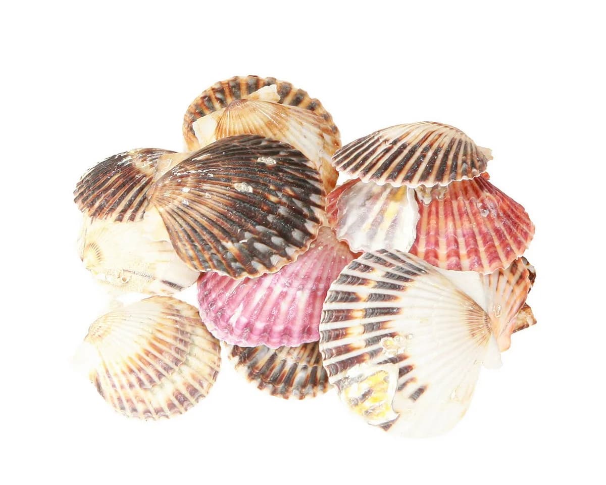 Posiwio Herzmuscheln Bastelnaturmaterial Maritim Deko - Bild 2