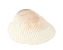 Posiwio Maritime Deko Muscheln Natur Weiß Braun Bastelnaturmaterial Bild 1