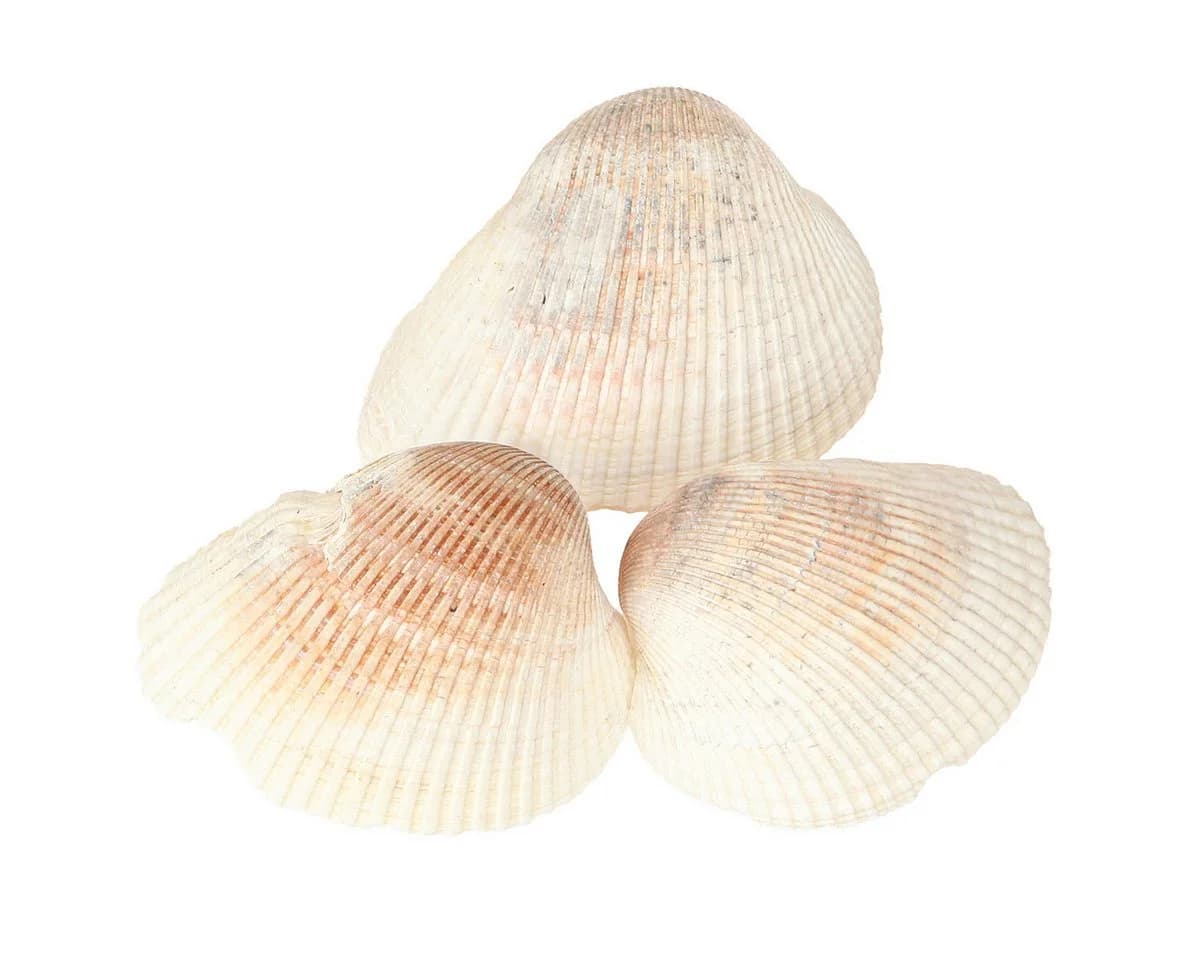 Posiwio Maritime Deko Muscheln Natur Weiß Braun Bastelnaturmaterial - Bild 2