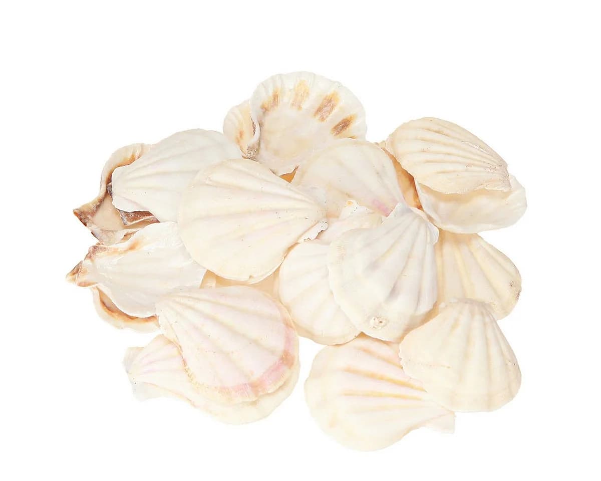 Posiwio Jakobsmuschel Deko Bastelnaturmaterial - Bild 2