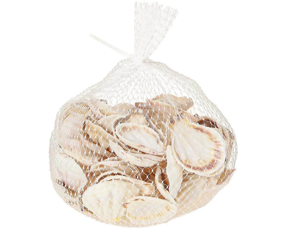 Posiwio Jakobsmuschel Deko Bastelnaturmaterial - Bild 3