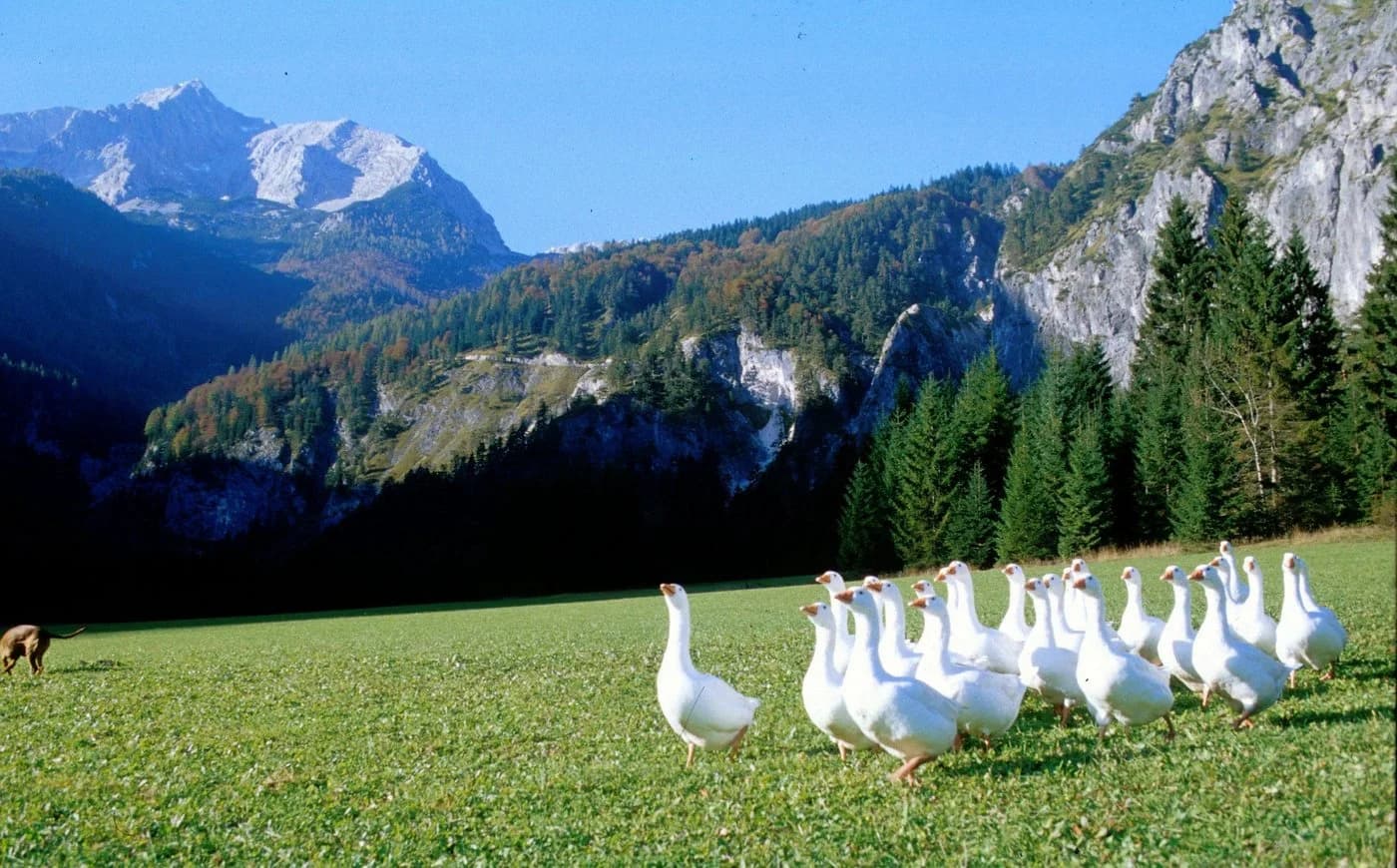Kauffmann Gänsedaunenkopfkissen 3 Kammerkissen Weidegans Limited Edition - Bild 3