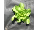HaGa Unkrautvlies Gartenvlies UV-stabilisiert 50g/m² Bild 5