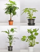 Garronda Blumentopf Set 3er Pack Grau Kunststoff Bild 4