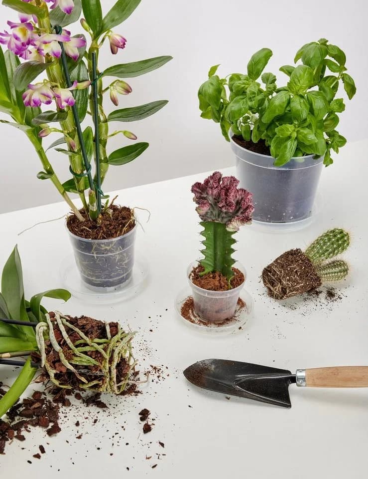 Garronda Blumentopf Transparent 10er Pack Klassisch - Bild 4