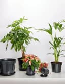 Garronda Blumentopfuntersetzer Schwarz 1-tlg. Kunststoff Bild 5