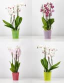 Garronda Übertopf für Orchideen 2er Set Rot Hoch Bild 4