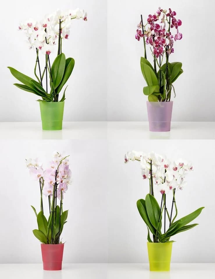 Garronda Übertopf für Orchideen 2er Set Rot Hoch - Bild 4
