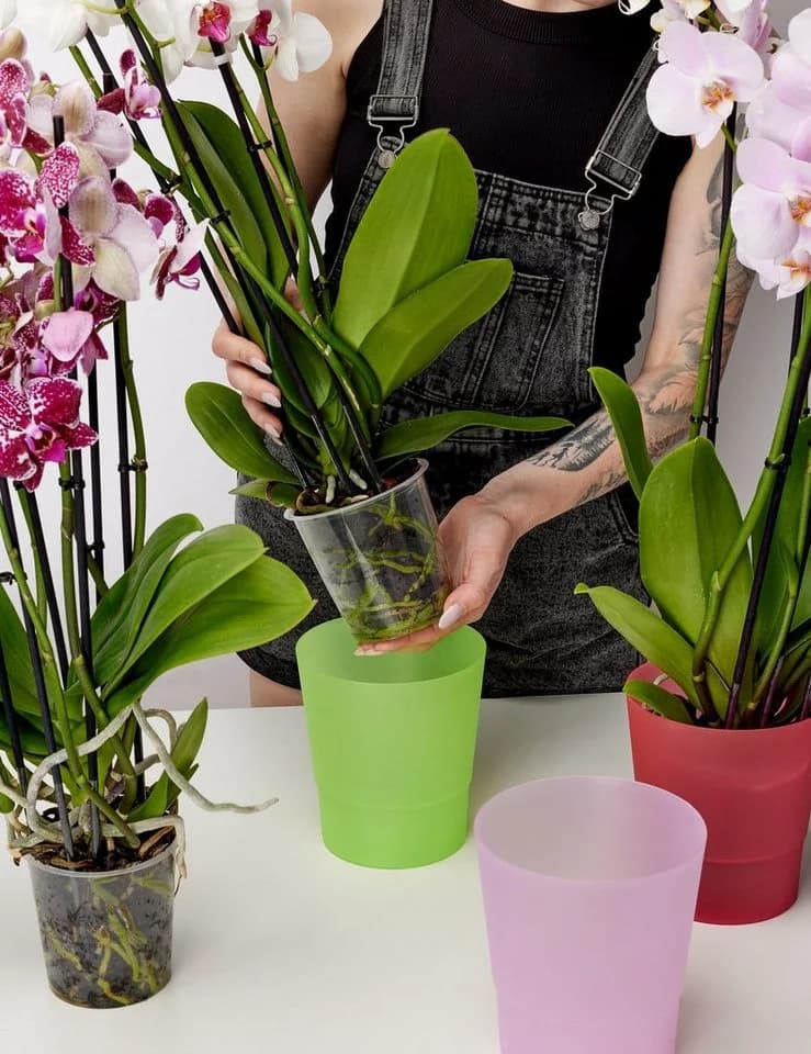 Garronda Übertopf für Orchideen 2er Set Rot Hoch - Bild 5