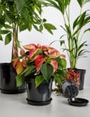 Garronda Blumentopf Kunststoff rund Schwarz (5 St) Bild 5