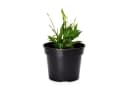 Garronda Blumentopf Kunststoff Rund Pflanztopf Kräutertopf Anzuchttopf GD-0025 Schwarz Bild 2