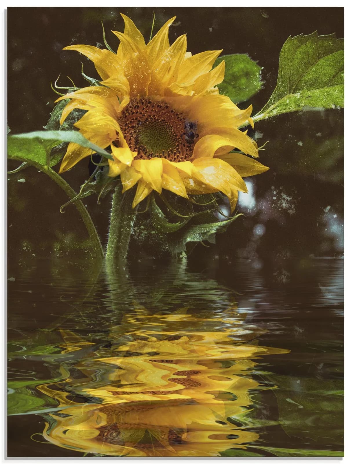 ARTLAND Glasbild Sonnenblume mit Wasserspiegelung Gelb