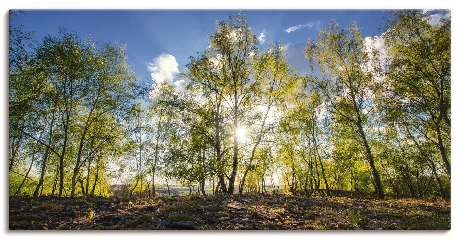 ARTLAND Leinwandbild "Frühlingssonne" Grün auf Echtholzrahmen