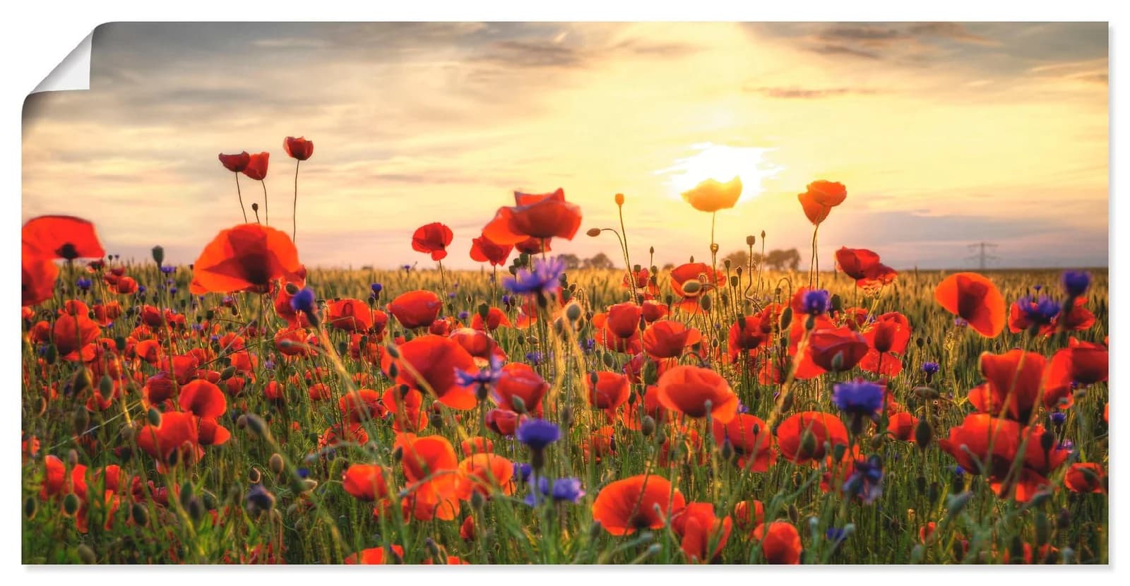 ARTLAND Wandbild Mohnblumen Rot Alubild Leinwand Poster