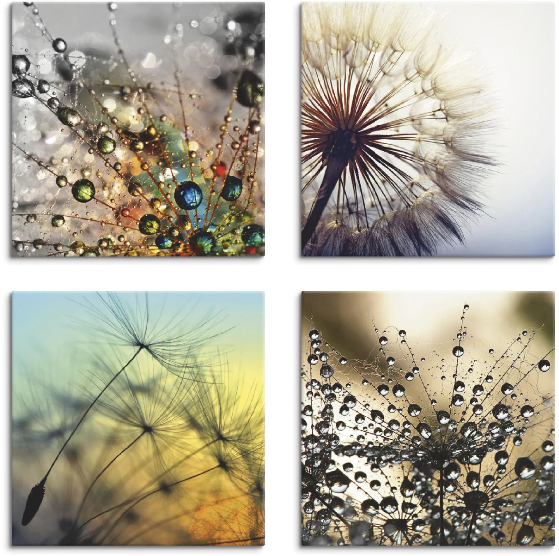 Artland Leinwandbild Pusteblume Nahaufnahme Löwenzahn Beige