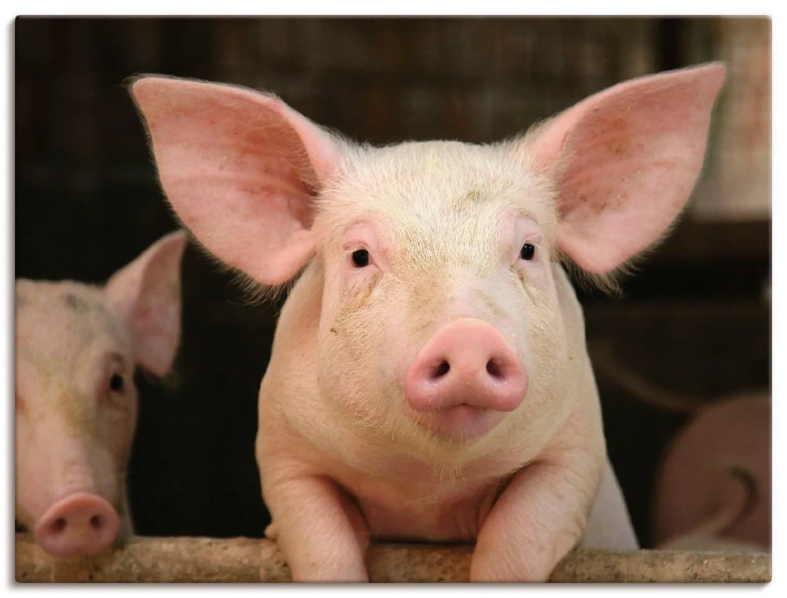 ARTLAND Leinwandbild Vorwitziges Schwein Pink Querformat