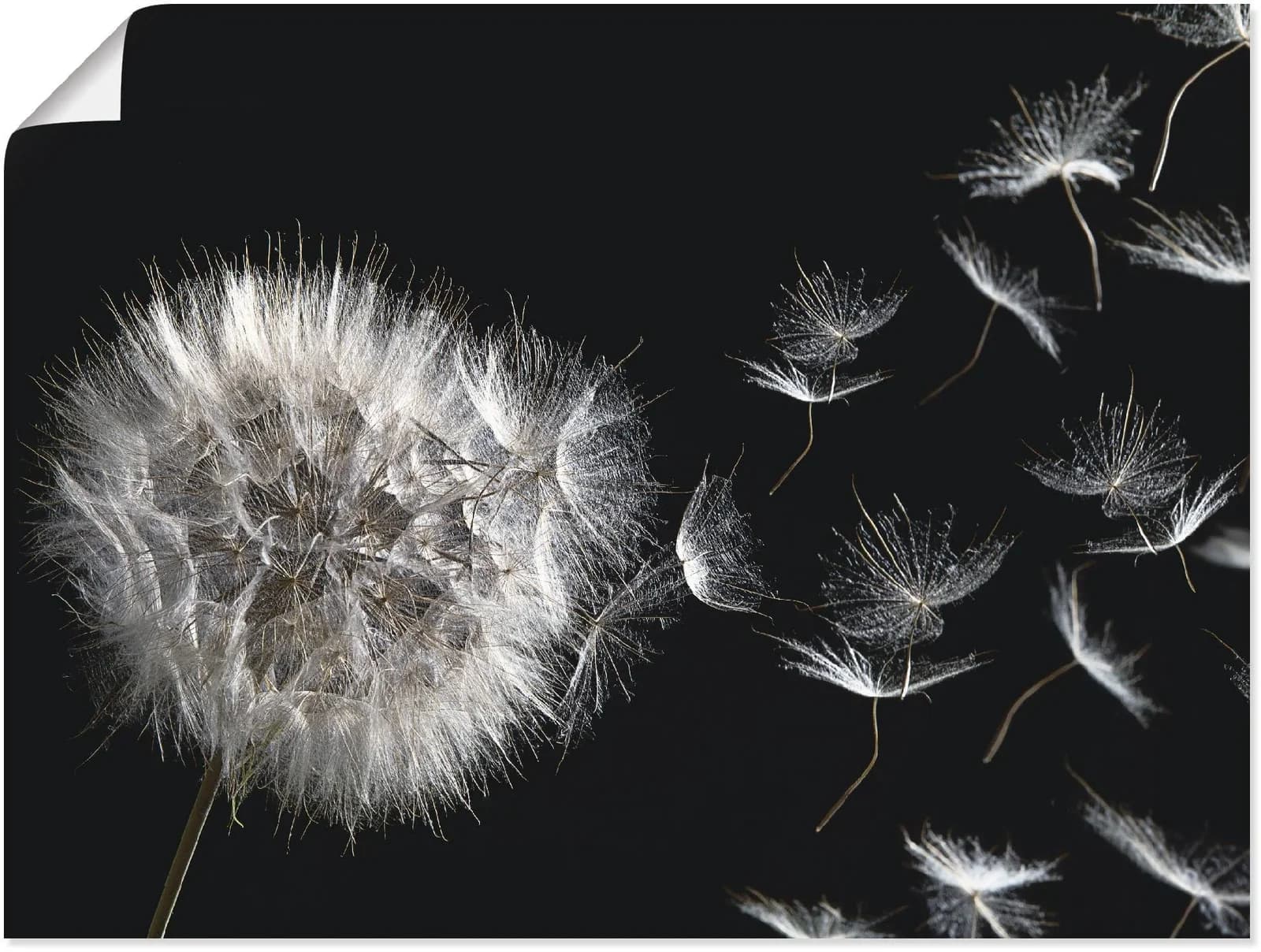 Wandbild ARTLAND Pusteblume Schwarz