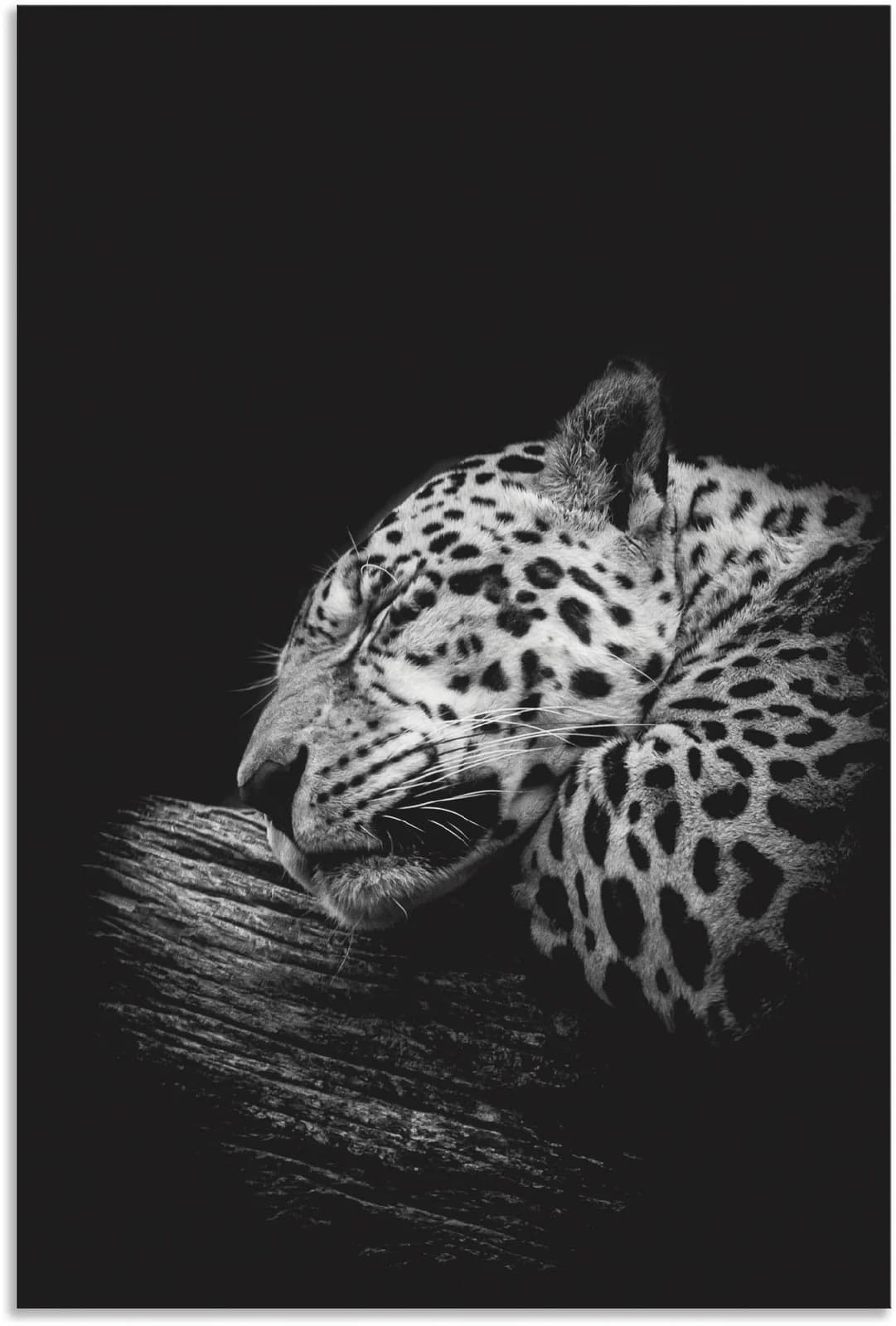 ARTLAND Wandbild "Der schlafende Jaguar" Schwarz Alu-Dibond Poster