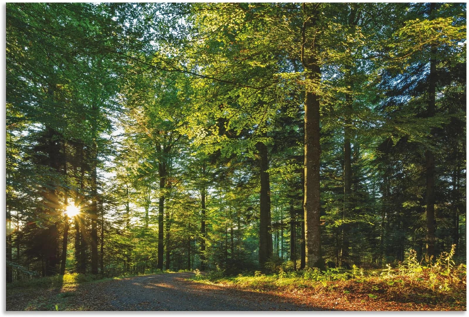 ARTLAND Wandbild Waldweg im Romantischen Schwarzwald Grün 120x80 cm